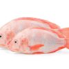 Red_Tilapia