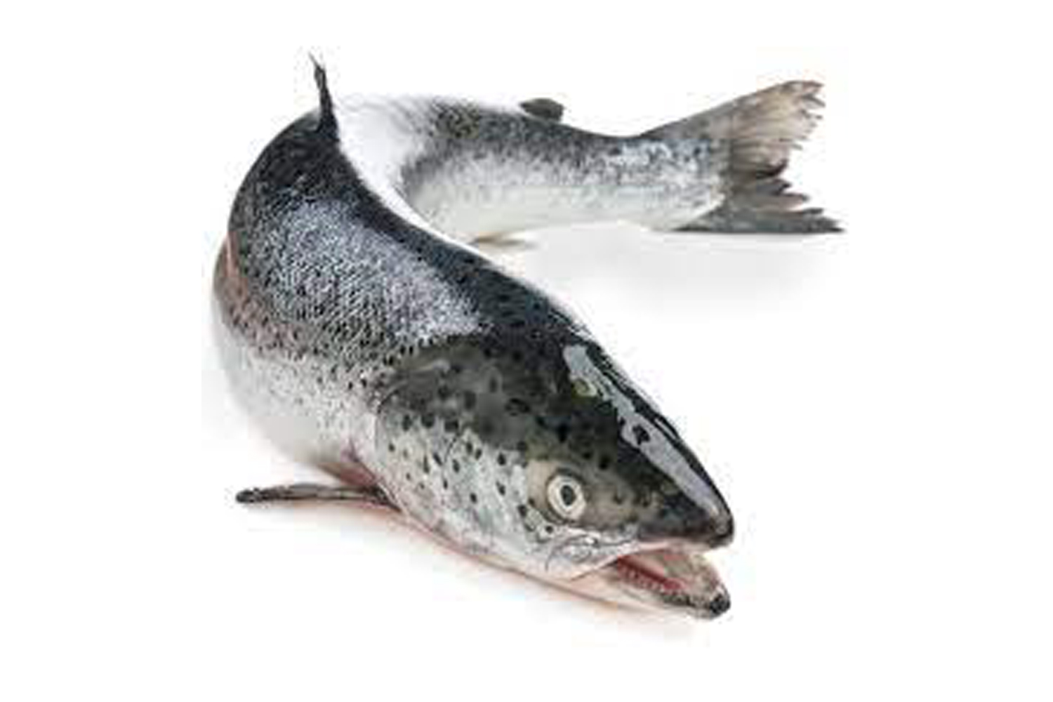 Salmon Fish