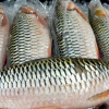 Sultan Fish