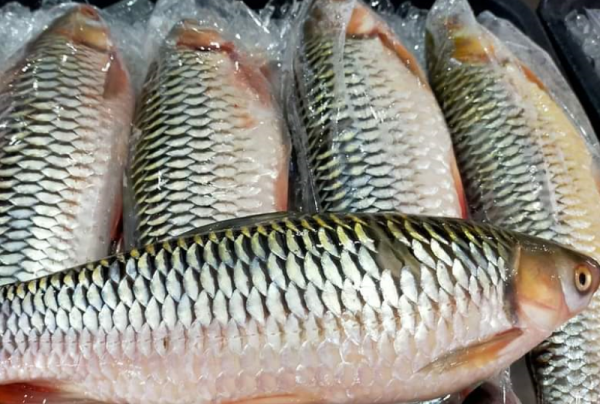 Sultan Fish